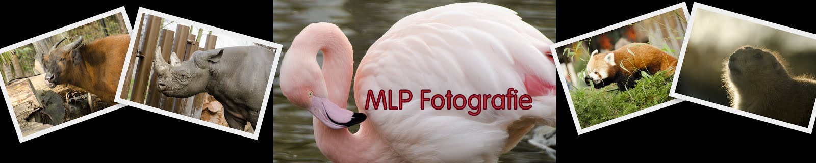 MLP Foto's