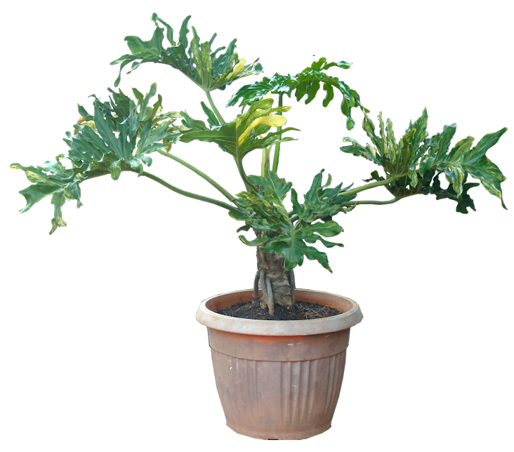 House Plants Poisomois To Cats House Plants Poisomois To Cats
