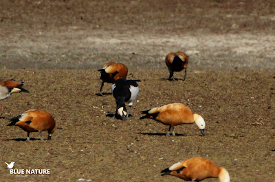 Barnacla cariblanca (Branta leucopsis) en el Embalse de Santillana, Maddrid. Fechas 22/12/2017. Contraste entre cuello negro y cara blanca.