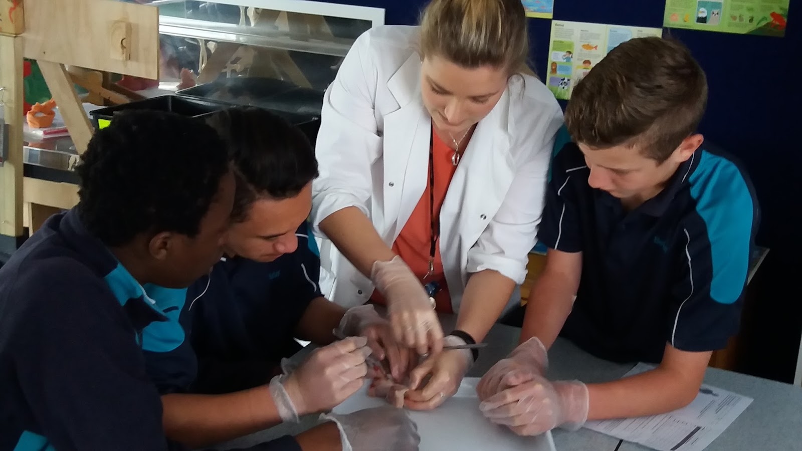 TO ROOM 7'S CLASSROOM BLOG Chicken Wing Dissection