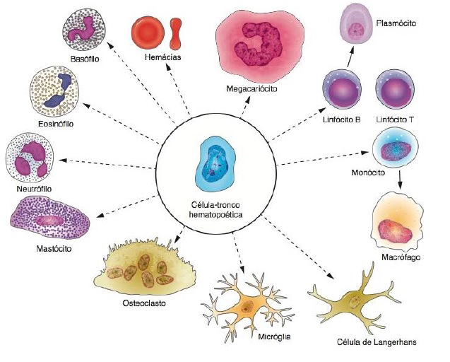 Tecido Ósseo ssdocorpohumano