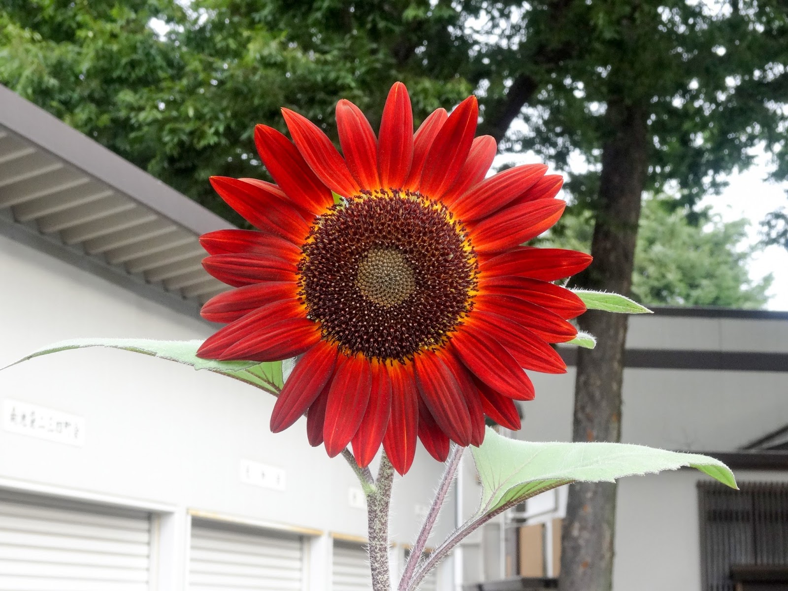 ふり フォトフォト 著作権フリー無料画像 赤いひまわり ヒマワリ 向日葵 花 新宿中央公園 著作権フリー無料画像 Free Stock Photos