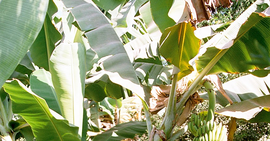 Ciri-Ciri Tanaman Pisang Manfaat dan Khasiatnya