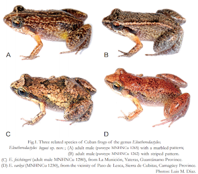 Species New to Science [Herpetology • 2015] Eleutherodactylus beguei