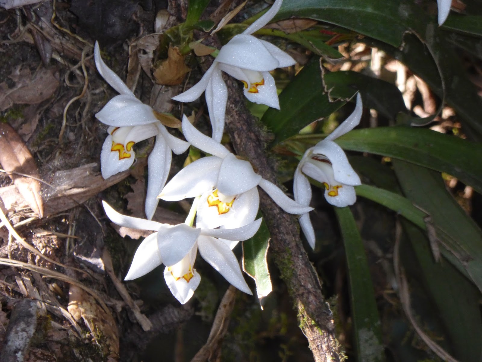 Ann Marcer in Nepal Flowers of the high places of Nepal