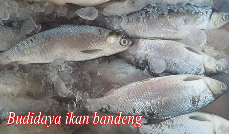 Usaha Budiaya Ikan Bandeng 