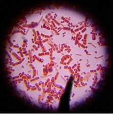 microorganismos 2