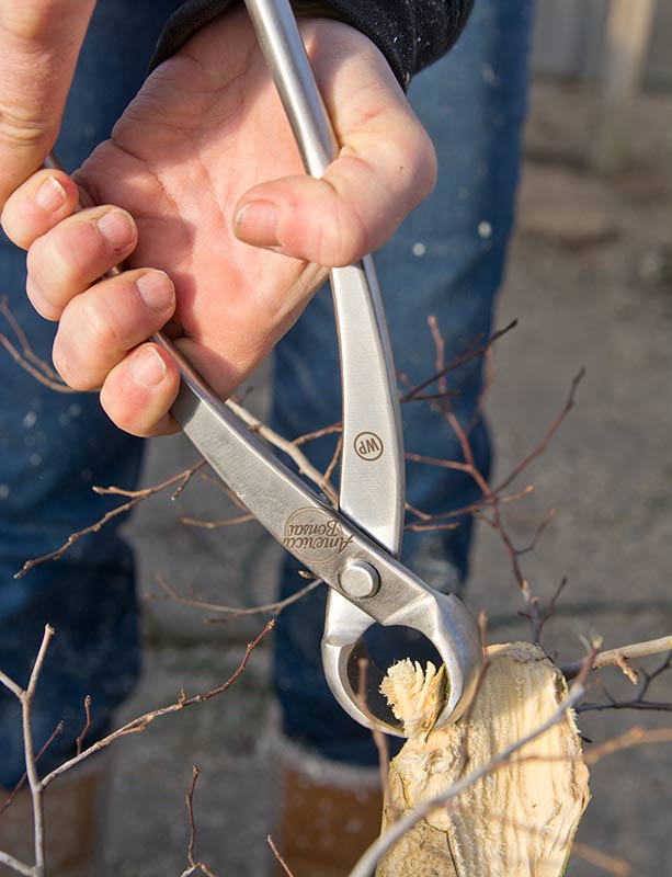 Walter Pall Bonsai Adventures American Bonsai tools