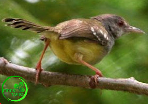 Vidio burung becikrak berkicau merdu sekali