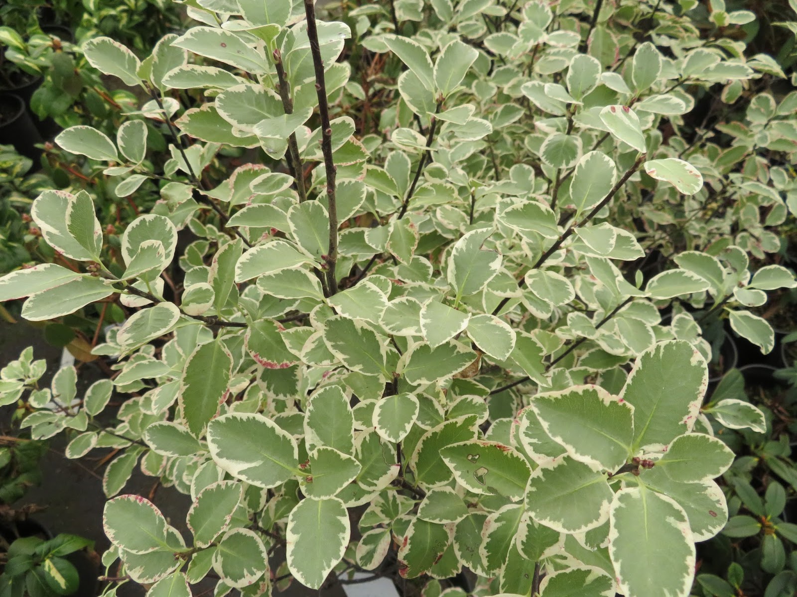 Danger Garden Horticultural Field Trip Part 2