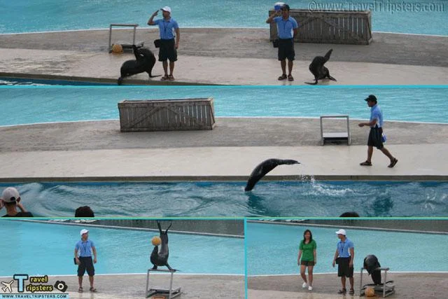 sea lion show