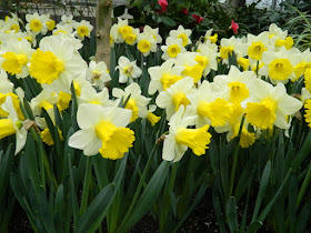 White and yellow trumpet daffodils at Allan Gardens Conservatory 2016 Spring Flower Show by Paul Jung Gardening Services