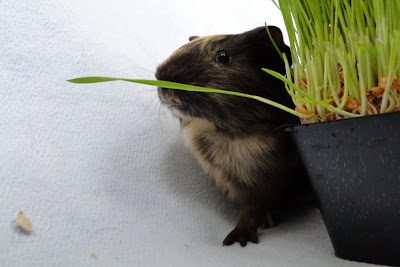 Panda Pig's Peace Sanctuary: Way of the Guinea Pig!: VINNY THE RAPPER!