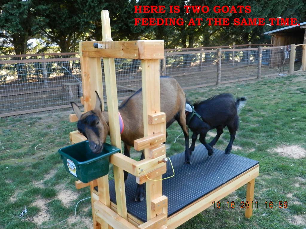 J D's & Nana's Goat Farm Building An Adjustable Goat