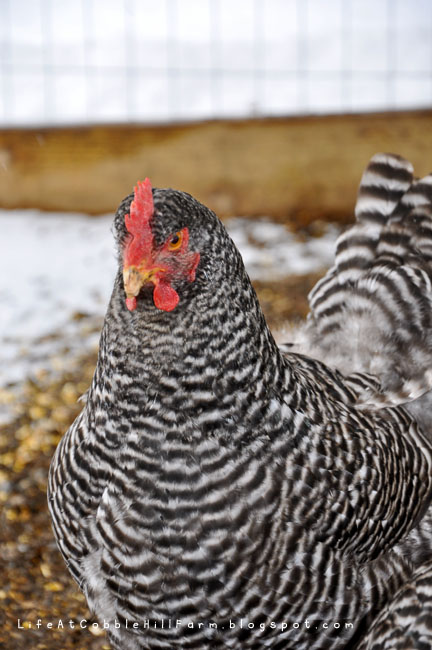 Preparing Chickens For Winter | Life At Cobble Hill Farm