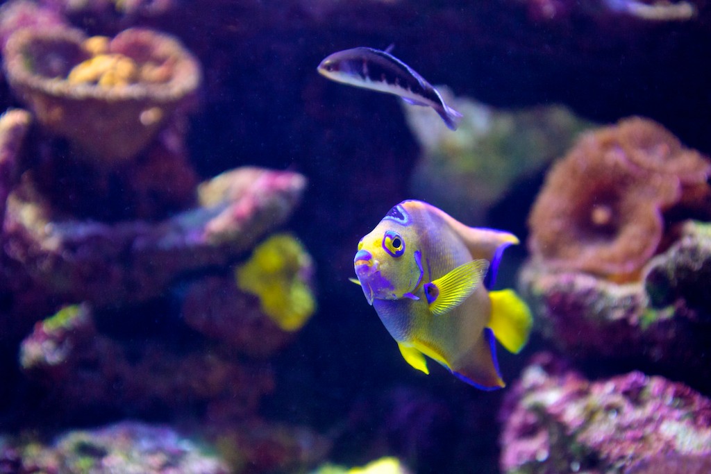 Derek Brad Photography Bahamas Underwater