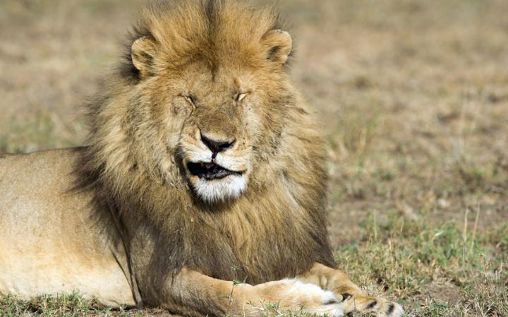 2016 en komik hayvan fotograflari aslan