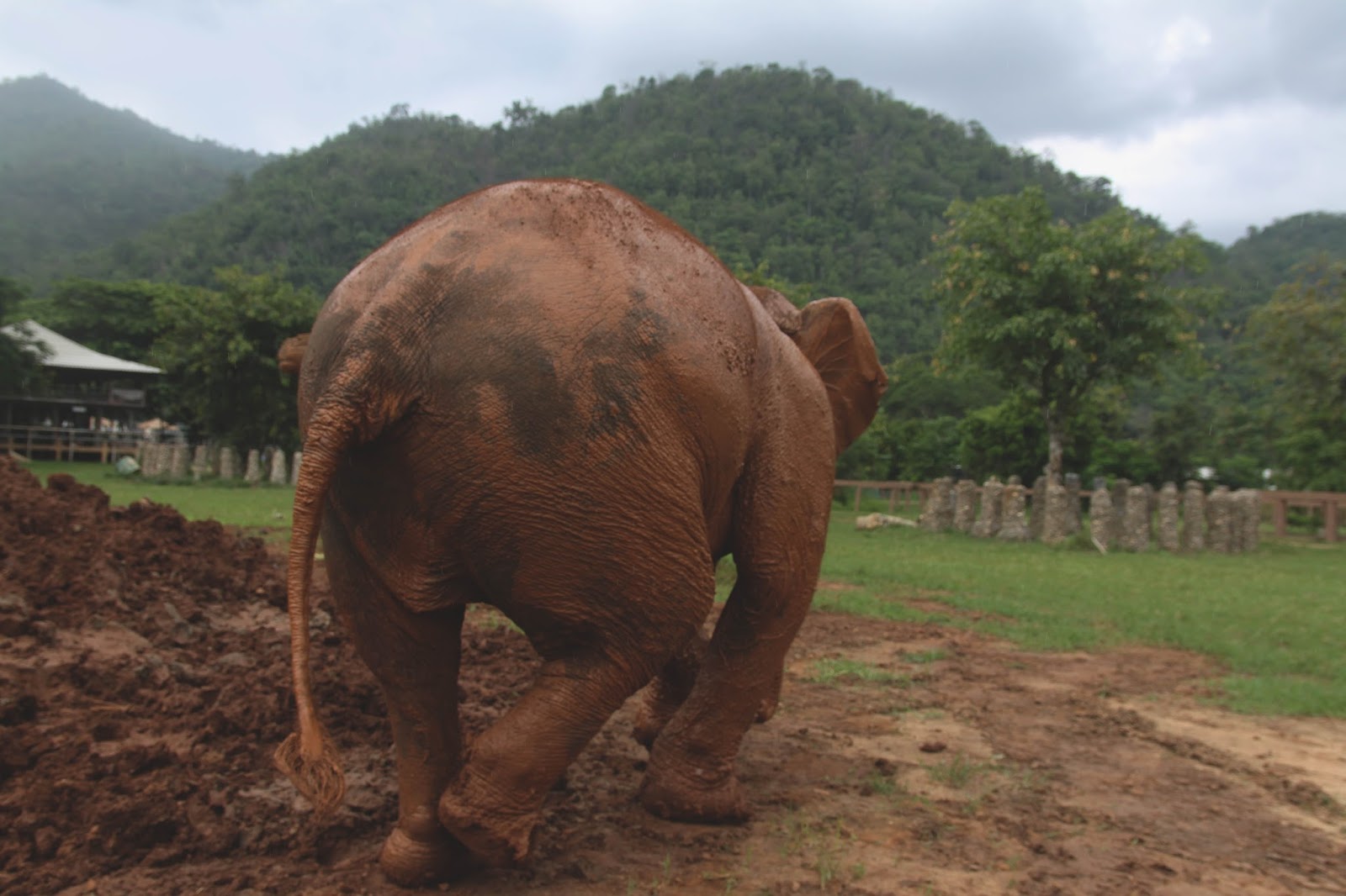 Why Shouldn't I Ride Elephants?