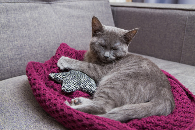 All about cats All about cats! Everything you need to know about your feline friend, like this beautiful grey cat relaxing on her bed