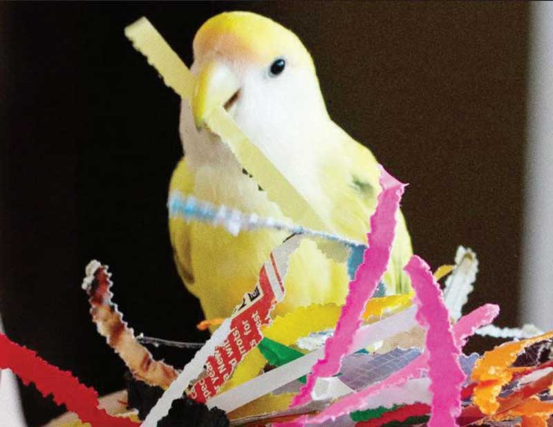 Nothing To Do With Arbroath Papershredding lovebird won investment on
