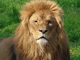 Poze Animale Animals Lion