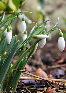 Galanthus 'John Gray' Galanthus 'John Gray'