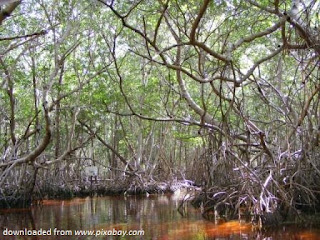 Melihat Nasib Hutan Mangrove Melihat Nasib Hutan Mangrove
