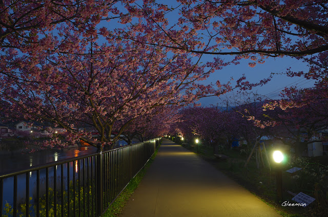 伊豆・河津櫻祭，晨櫻