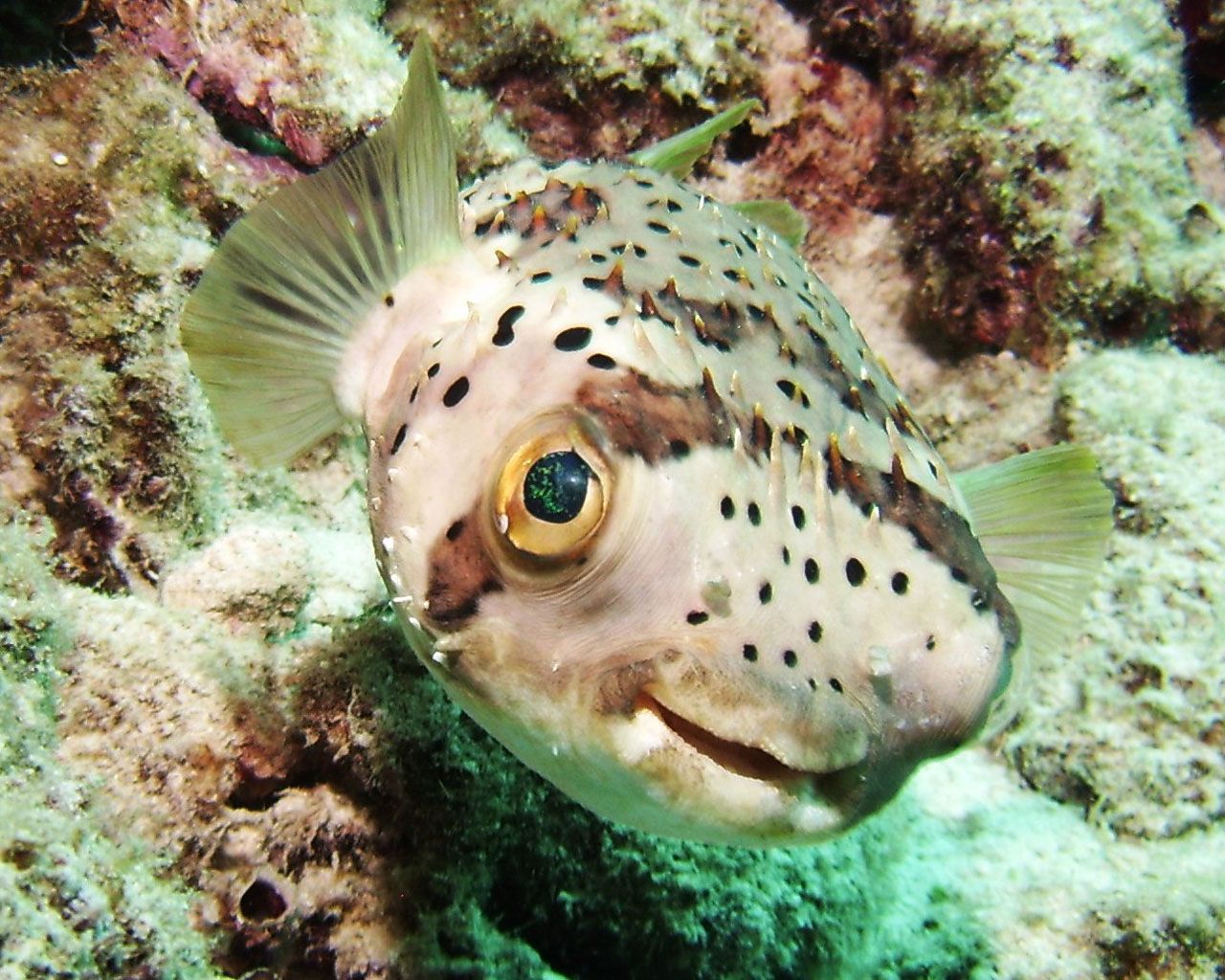 Wallpaper Blog: puffer fish backgrounds