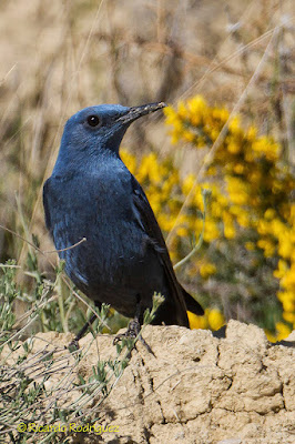 Merla blava (Monticola solitarius)