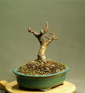 Yamadori Bonsai Birch