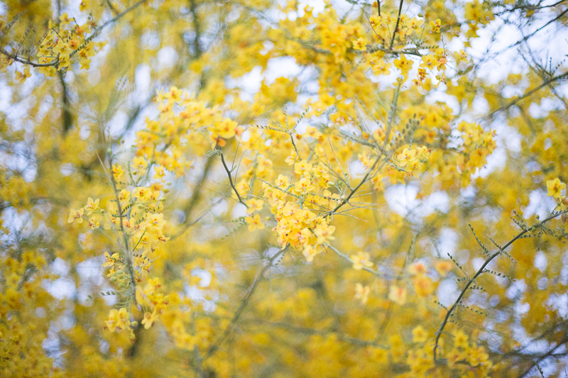 Hawks and honey Palo Verde Flower Essence.