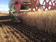 Cereal harvesting days... machinery has changed a lot / Cosecha de cereales... mucho ha cambiado la maquinaria