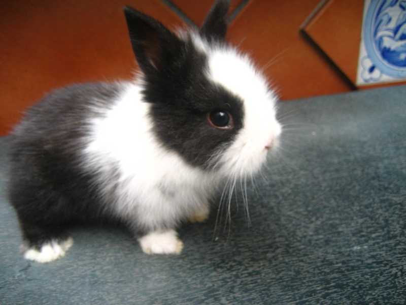 Masqueaves FICHA TECNICA CONEJO TOY Masqueaves FICHA TECNICA CONEJO TOY