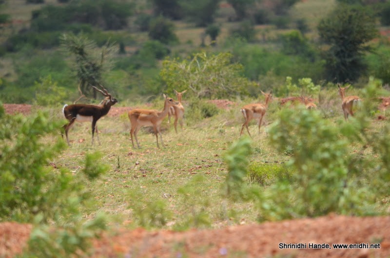 Maidenahalli (Jayamangali) Blackbuck Reserve near Tumkur, Blr eNidhi
