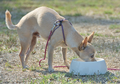 Dog Bowl with measurement marks.
