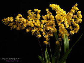 Orquídeas no Apê: Orquídea Oncidium Twinkle 'Yellow Fantasy'