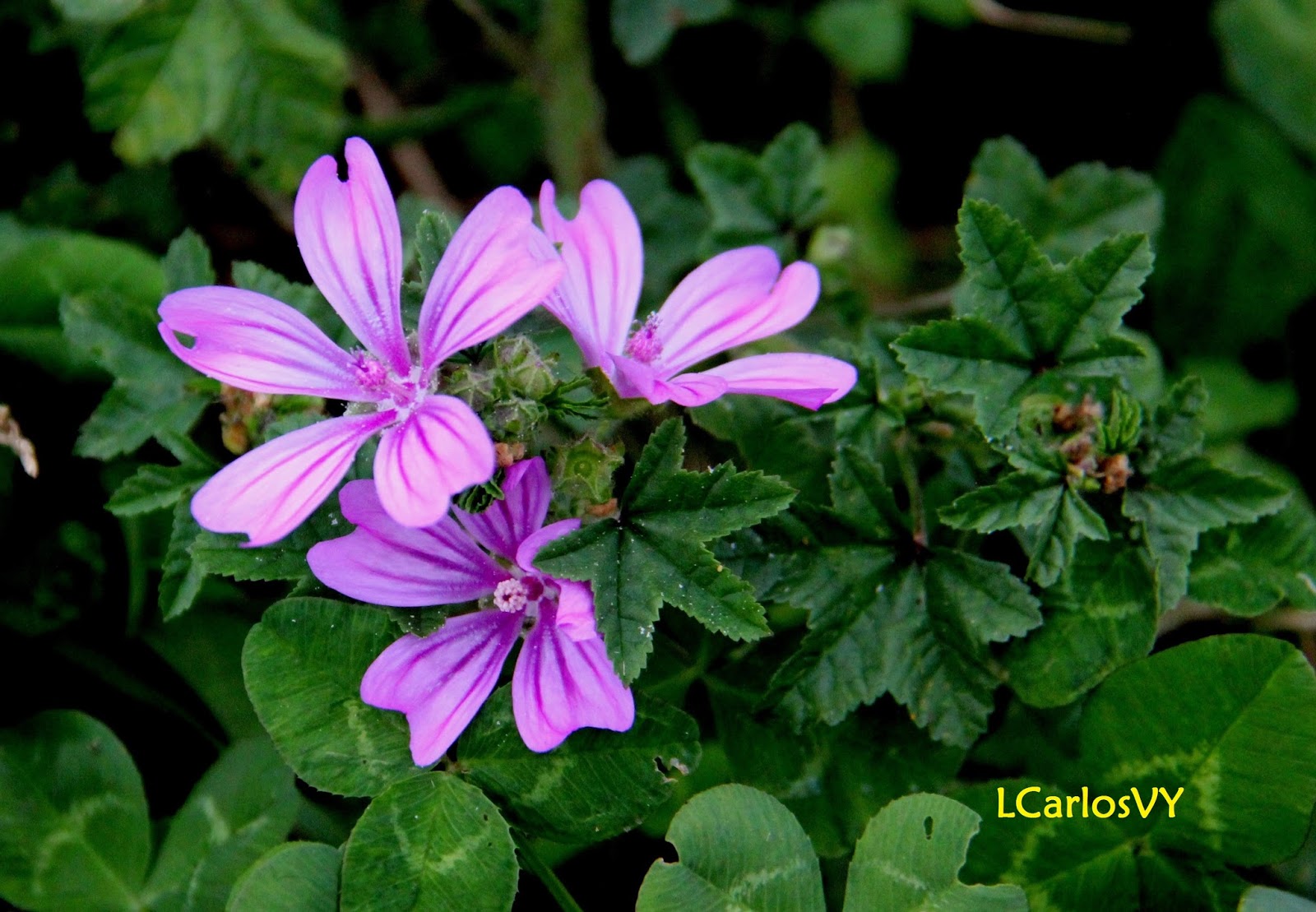 Plantas silvestres de Asturias: Malva – malva sylvestris