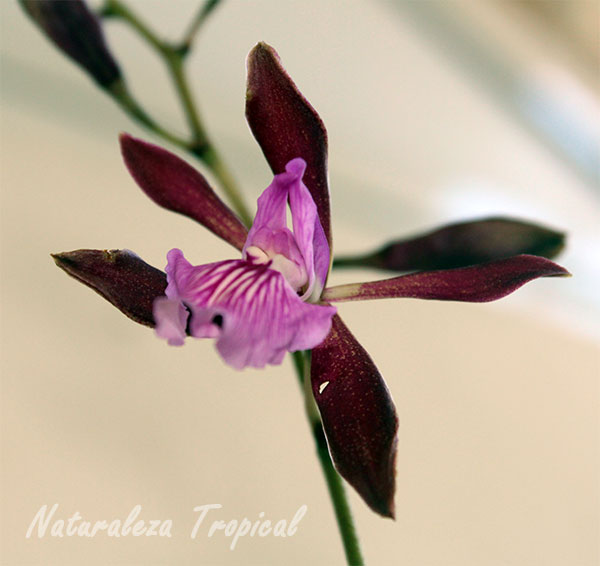 Flor de Encyclia phoenicea, Orquídea de Chocolate