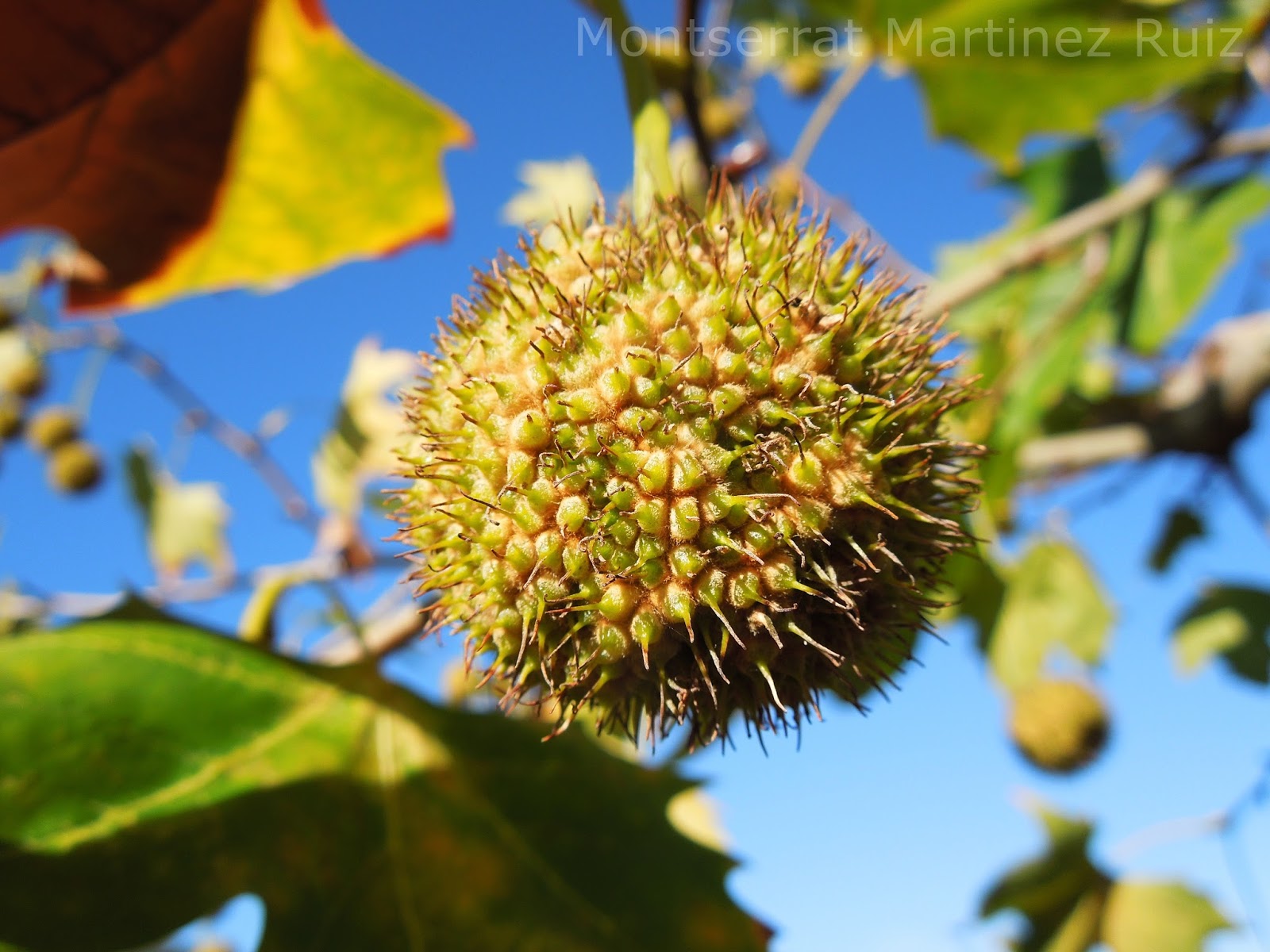 Fruto del PLATANO DE SOMBRA BOTÀNIC SERRAT