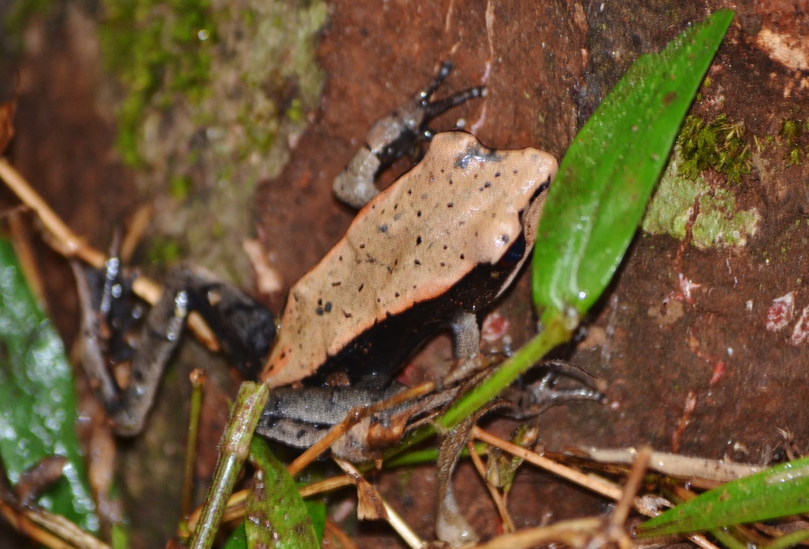 Anjon-Big-Frog-Eco-Drive-Filter