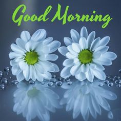 good morning flowers images hd