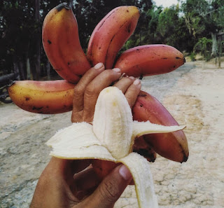 18 manfaat pisang merah untuk kesehatan dan kecantikan