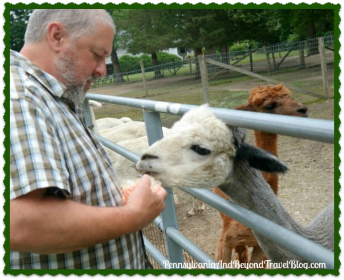 Pennsylvania & Beyond Travel Blog Visiting the Jersey Shore Alpaca
