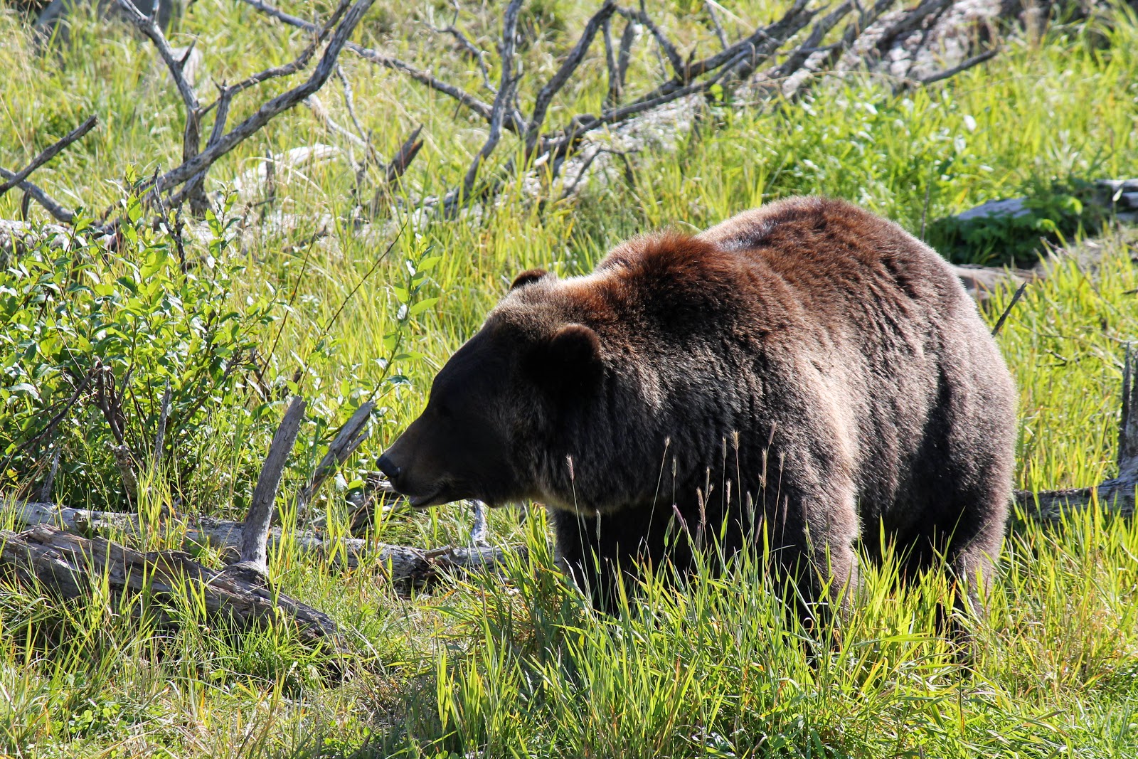 mitcheci photos Alaska Grizzly Bears