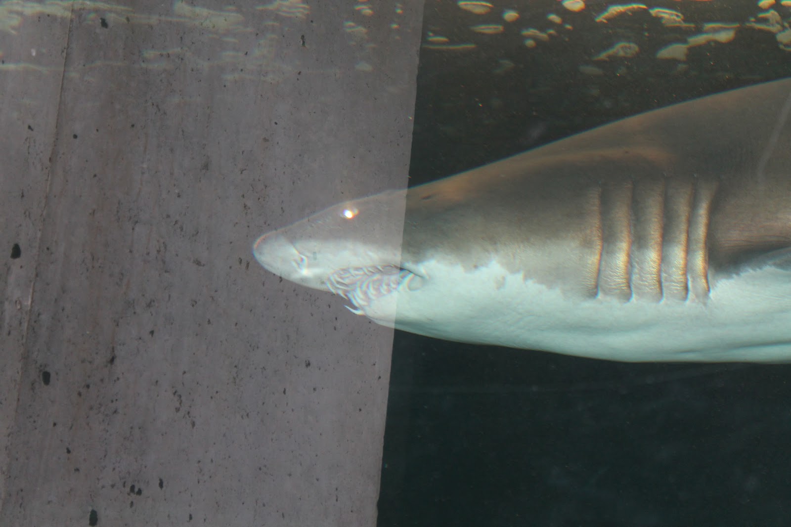 Family Fun in MD and Beyond National Aquarium in Baltimore, MD