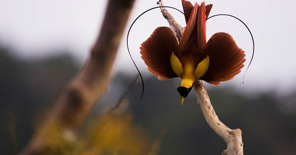 66 Koleksi Download Gambar Burung Cendrawasih Papua Terbaru