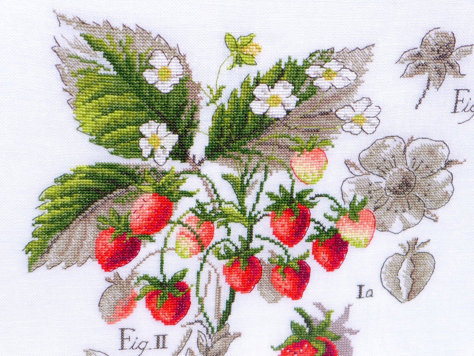 Земляника схема 1 класс. Вероник Ажинер малина клубника. Veronique Enginger клубника. Схемы парижских вышивальщиц земляника. Земляника схема ботаника.