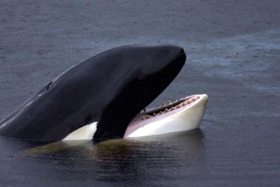 범고래 Vs혹등고래 | 인스티즈