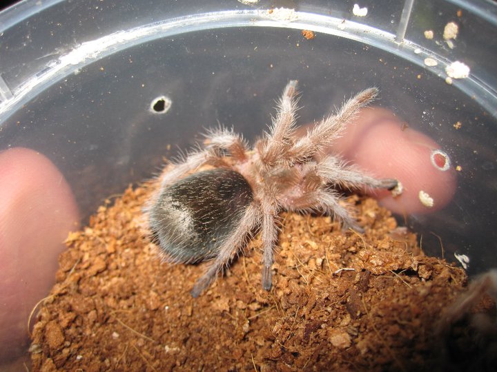 Exotic Wonderland TARANTULA FOR SALE